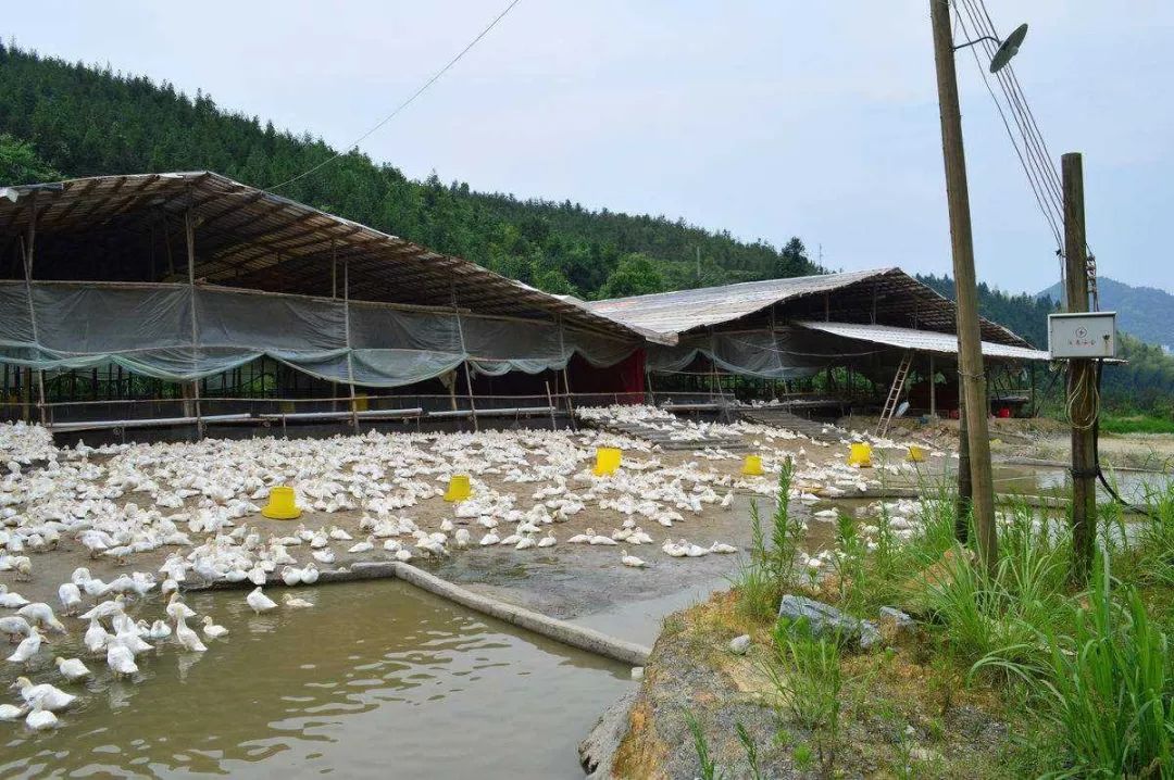  養殖場屢被拆除，圣運律師結合高院典型案例教您爭取合法權益 